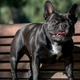 Three-year-old Moxie, one of the French bulldogs who helped UC Davis researchers discover a mutation that might explain her screw tail.